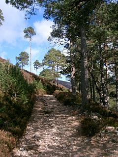 Caledonian pine forest on the path SW of Geal Charn.